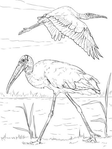 Wood Storks Coloring Page